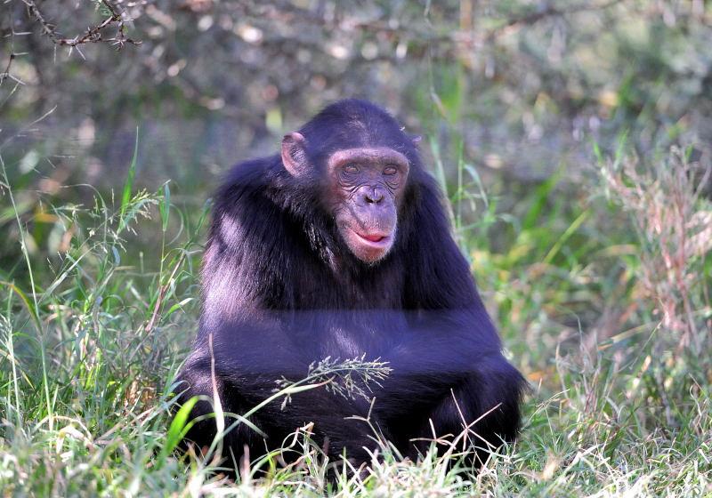 1273-肯亞-甜水區-黑猩猩保育區