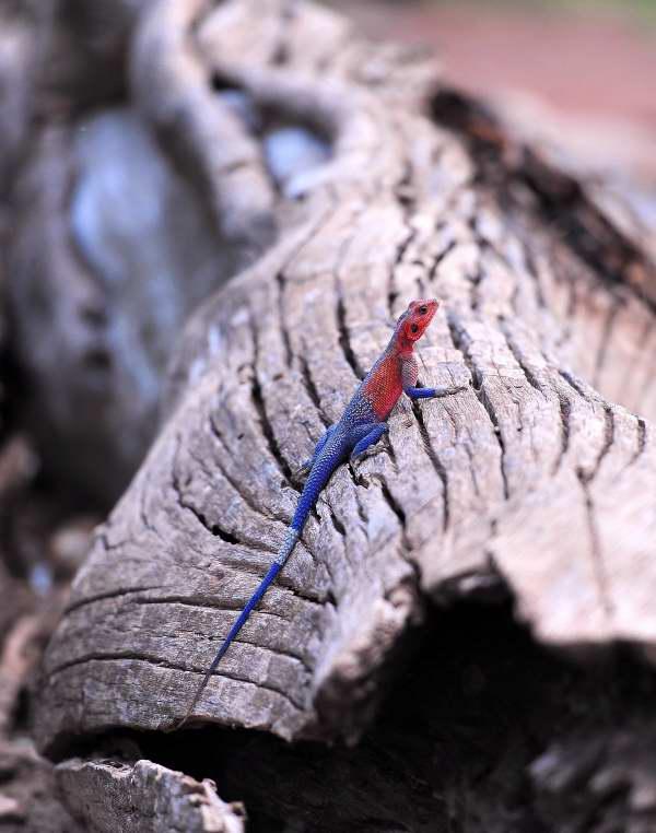 3203-馬賽馬拉公園-邊界關卡-彩色蜥蜴