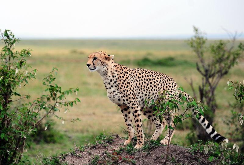 2645-獵豹-馬賽馬拉國家公園-肯亞