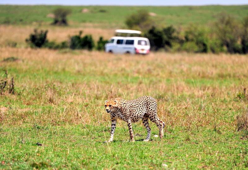 2691-獵豹-馬賽馬拉國家公園-肯亞