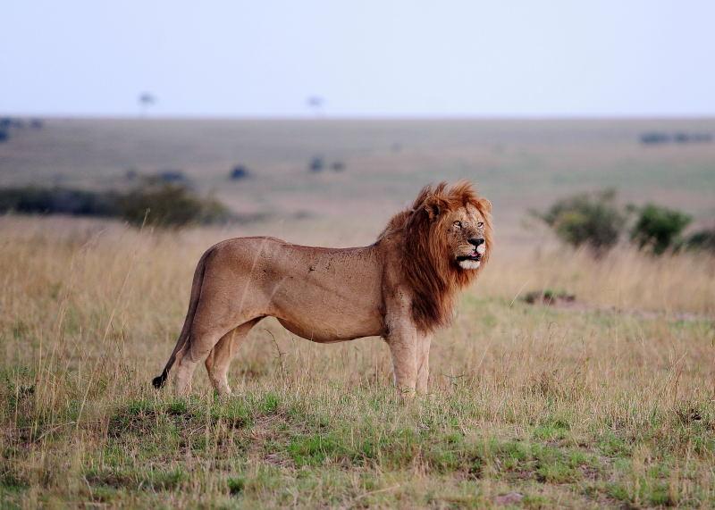2800-獅群-馬賽馬拉國家公園
