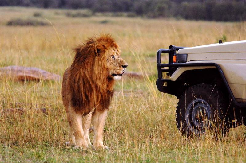 3006-獅群-馬賽馬拉國家公園