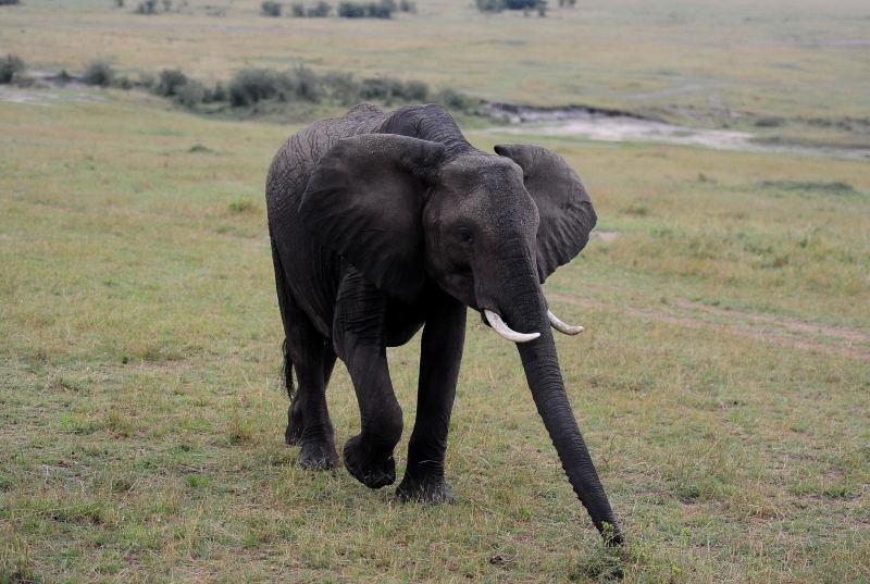 3435-大象-馬賽馬拉國家公園