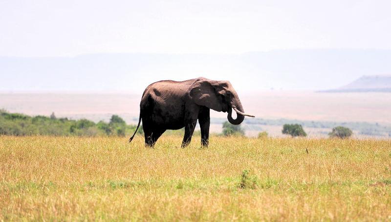 3437-大象-馬賽馬拉國家公園