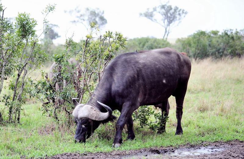3479-非洲水牛-馬賽馬拉國家公園