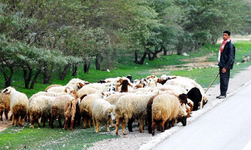 5331-車拍-奧華茲往蘇薩的牧羊人.JPG