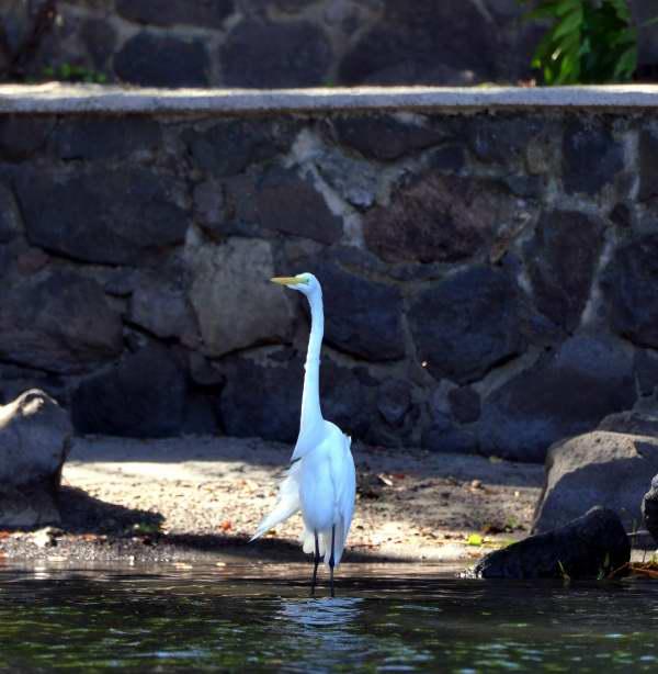 1243-尼加拉湖-觀賞鳥類生態.JPG