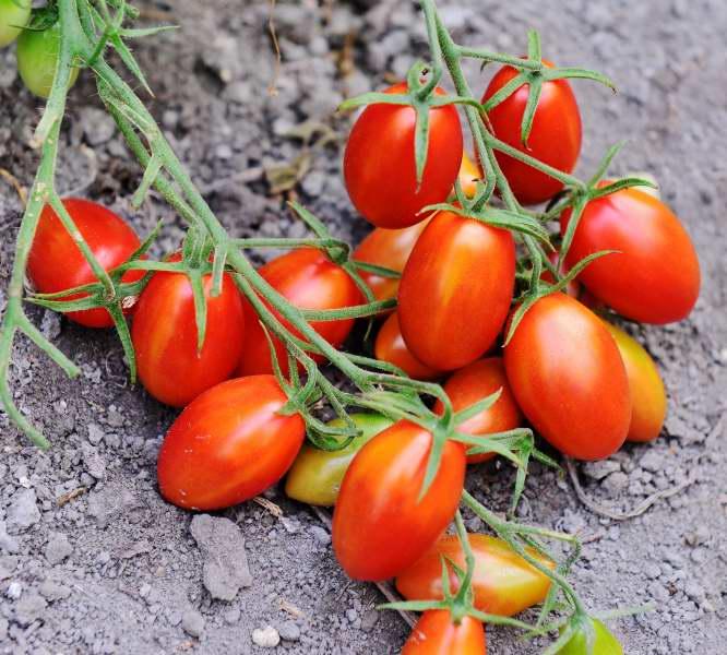 605-卓蘭-有機番茄園