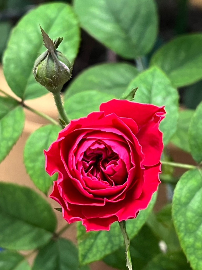 2、My Rose