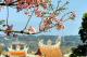 3. 淡水櫻花季 
