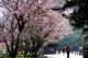 3. 淡水櫻花季 