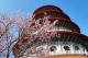 3. 淡水櫻花季 
