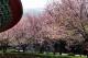 3. 淡水櫻花季 