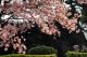 3. 淡水櫻花季 