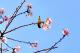 3. 淡水櫻花季 