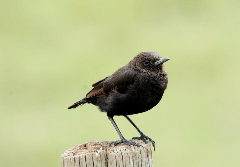 315-Grey Wren-warbler 灰色鷦鶯
