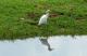 6. 納古魯湖的其他鳥群_Lake Nakuru National Park