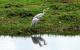 6. 納古魯湖的其他鳥群_Lake Nakuru National Park