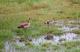 6. 納古魯湖的其他鳥群_Lake Nakuru National Park