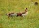 6. 納古魯湖的其他鳥群_Lake Nakuru National Park