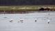 6. 納古魯湖的其他鳥群_Lake Nakuru National Park