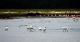 6. 納古魯湖的其他鳥群_Lake Nakuru National Park