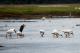 6. 納古魯湖的其他鳥群_Lake Nakuru National Park