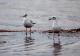 6. 納古魯湖的其他鳥群_Lake Nakuru National Park