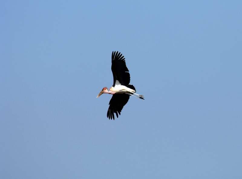 2275-禿鷹與禿鷲-馬賽馬拉公園