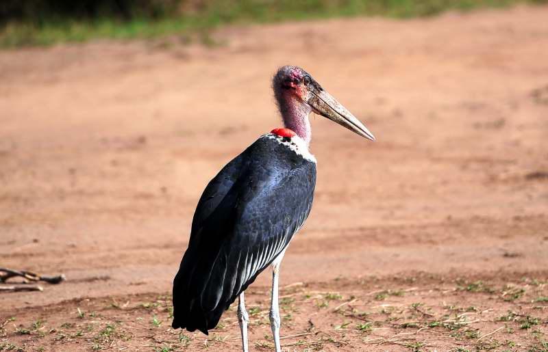 2322-禿鷹與禿鷲-馬賽馬拉公園