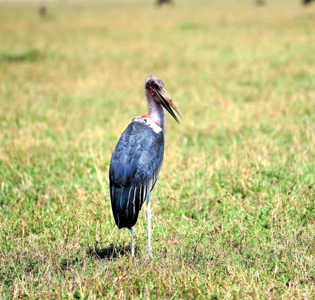 2361-禿鷹與禿鷲-馬賽馬拉公園