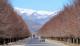 14-阿巴庫-沙漠神木與大冰塔Yazd, Abarkuh_02