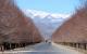 14-阿巴庫-沙漠神木與大冰塔Yazd, Abarkuh_02