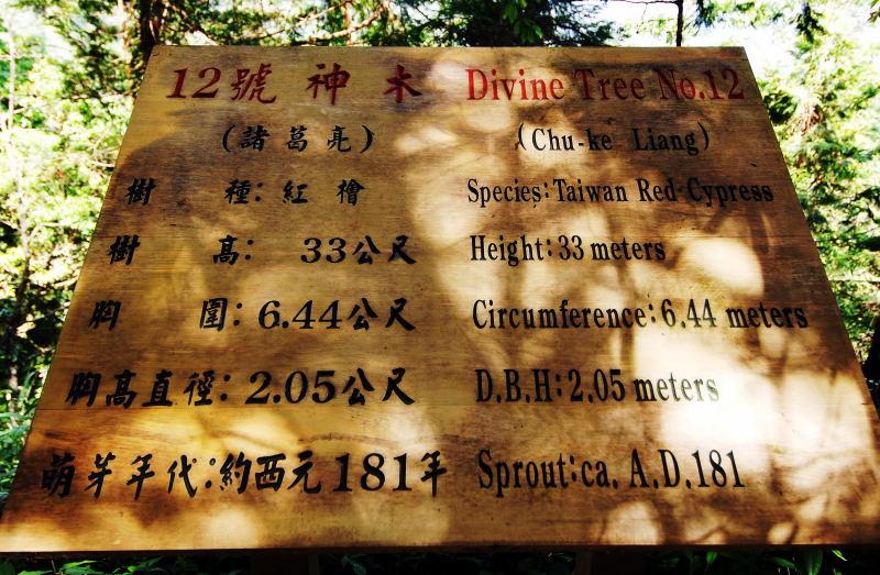 124-棲蘭神木園-12號(諸葛亮)神木