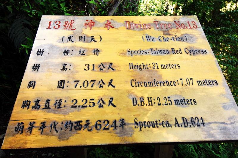 129-棲蘭神木園-13號(伍則天)神木