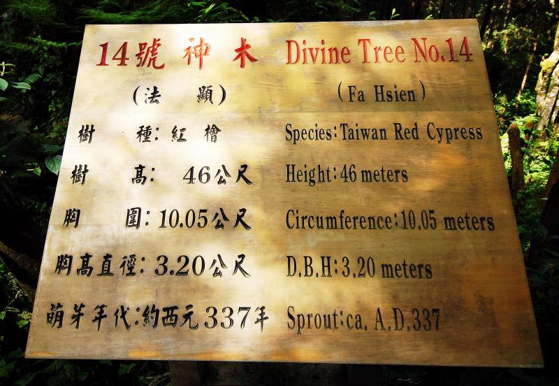 137-棲蘭神木園-14號(法顯)神木