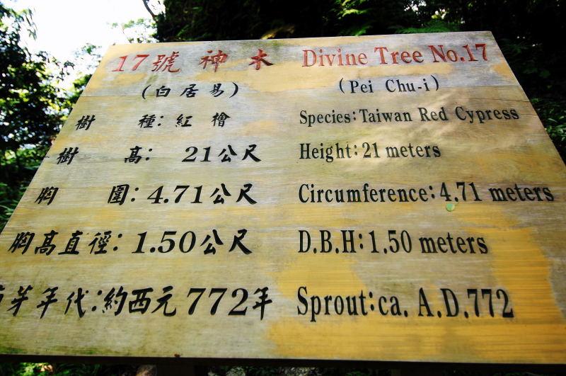 152-棲蘭神木園-17號(白居易)神木
