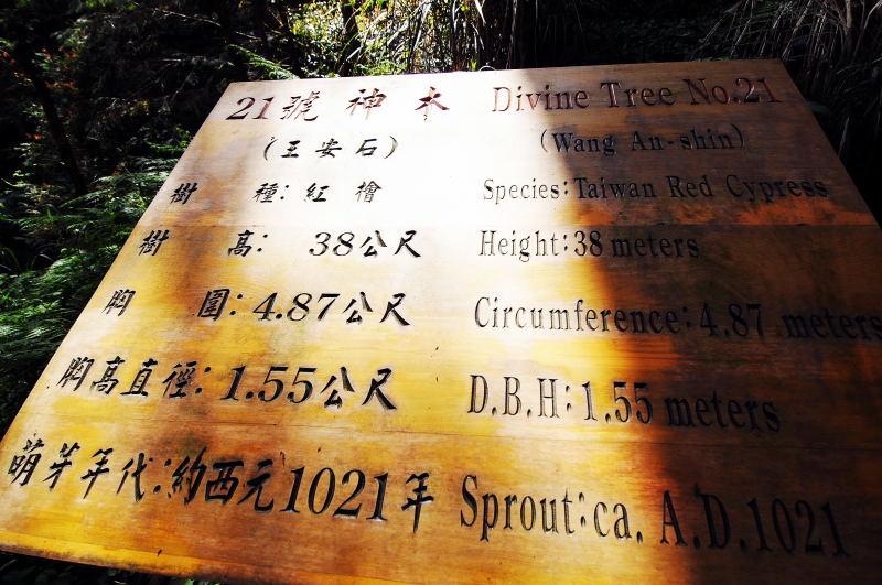 160-棲蘭神木園-21號(王安石)神木