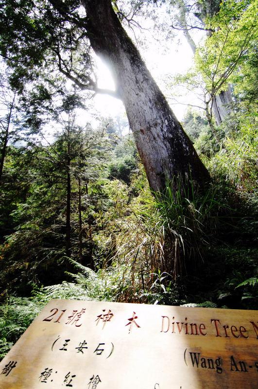 161-棲蘭神木園-21號(王安石)神木