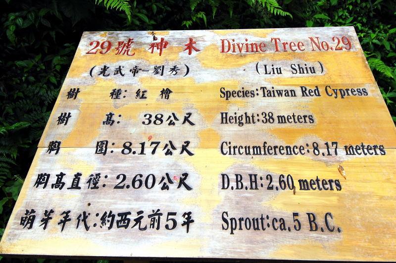 178-棲蘭神木園-29號(劉秀)神木