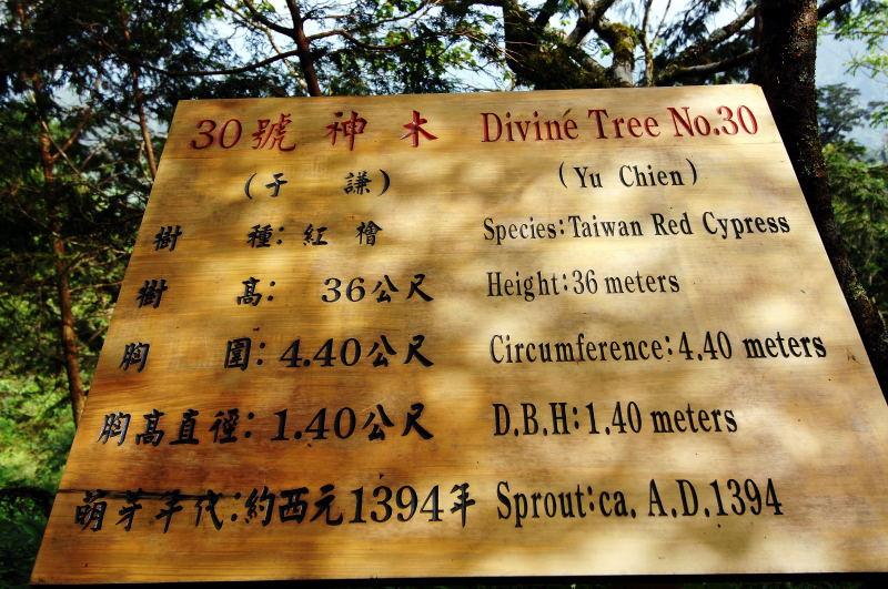 181-棲蘭神木園-30號(于謙)神木