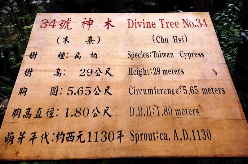 190-棲蘭神木園-34號(朱熹)神木