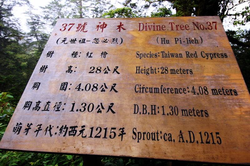 198-棲蘭神木園-37號(忽必烈)神木