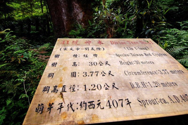 204-棲蘭神木園-41號(劉義隆)神木
