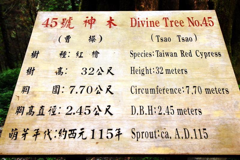 217-棲蘭神木園-45號(曹操)神木