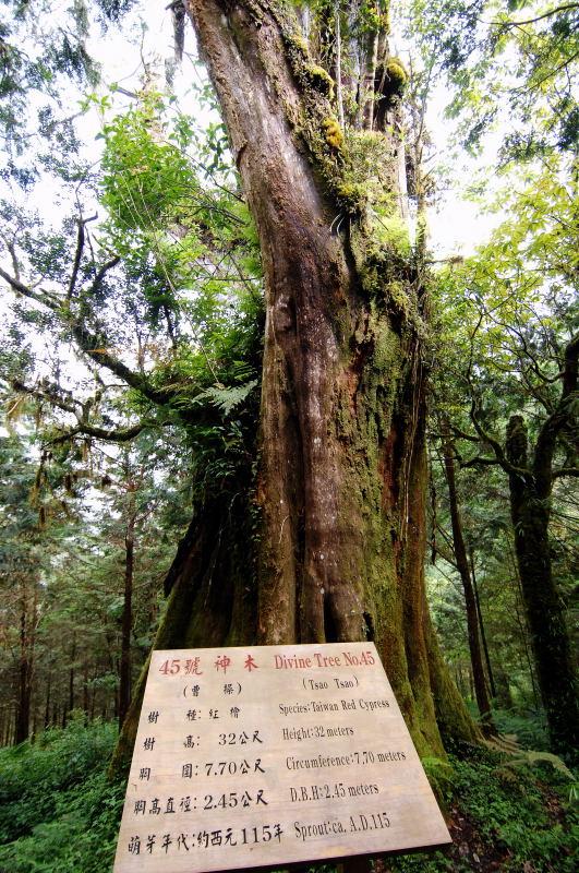 218-棲蘭神木園-45號(曹操)神木