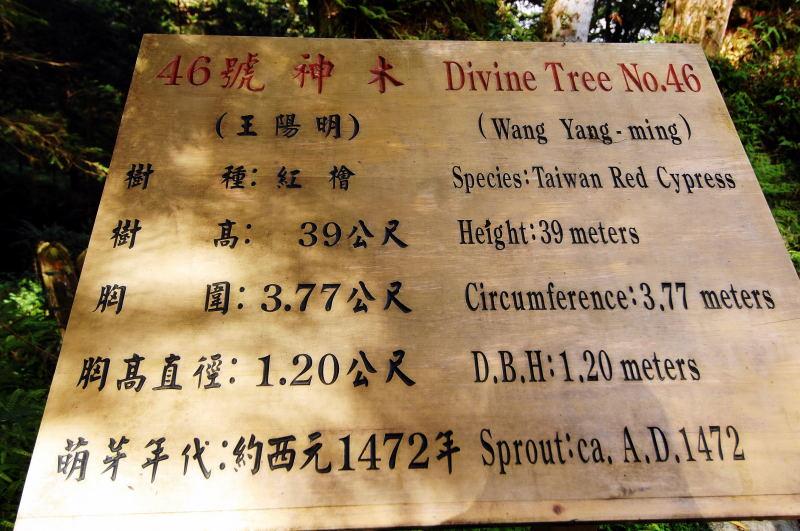 222-棲蘭神木園-46號(王陽明)神木