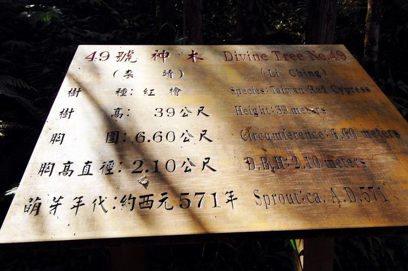 226-棲蘭神木園-49號(李靖)神木