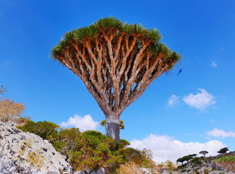 4824-龍血樹(龍血島).JPG