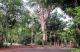 05.SSR植物園與象龜保育園_Sir Seewoosagur Ramgoolam Botanical Garden